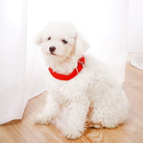 collier chien rouge bichon blanc assis