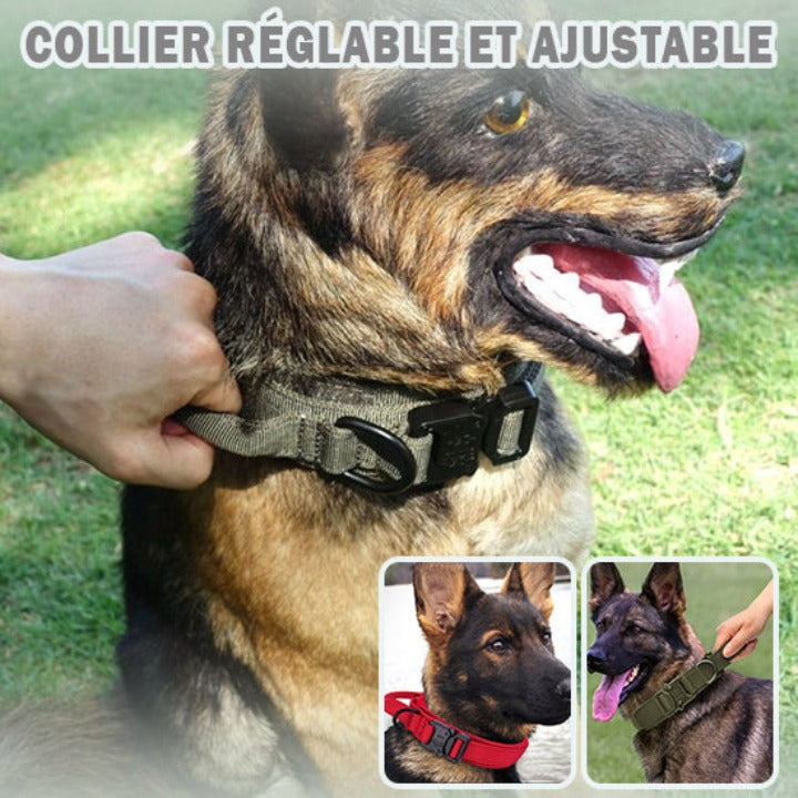 collier-chien-variantes