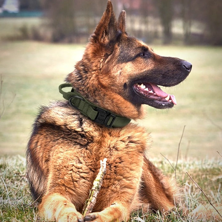 collier-chien-vert