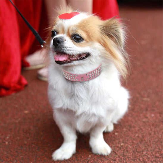 collier cuir chien magnifique chihuahua poil long