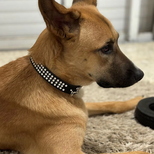 collier cuir chien noir brillant berger allemand