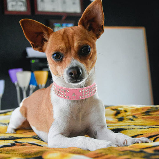 collier cuir chien rose brillant chihuahua brun blanc