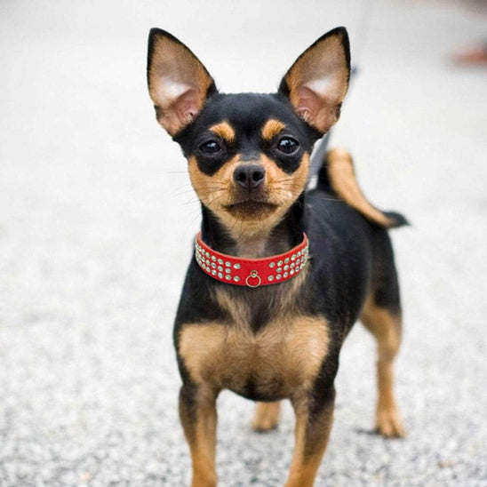 collier cuir chien rouge brillant chihuahua noir brun