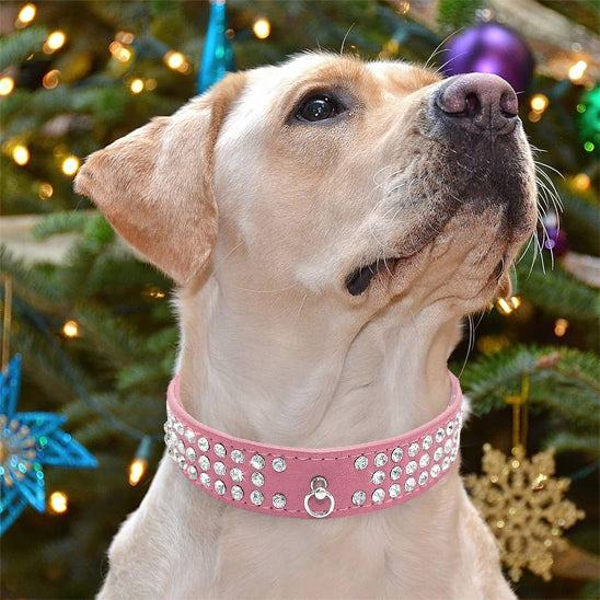 collier cuir chien sublime brillant labrador beige