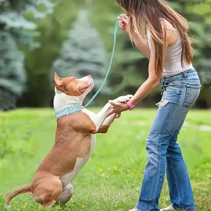 collier-en-cuir-pour-chien-bleu-ciel