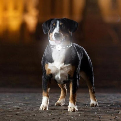 collier-lumineux-chien-blanc-allume