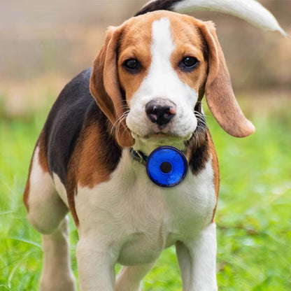 collier-lumineux-chien-bleu-allume