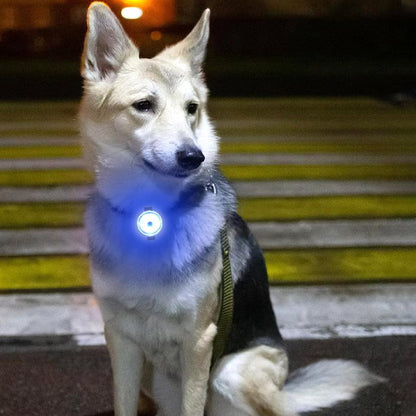 collier-lumineux-chien-canin-visible