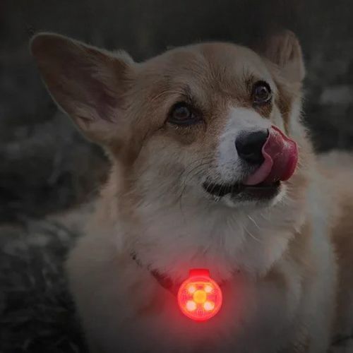 collier-lumineux-chien-rouge-allume