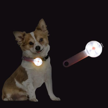 collier-lumineux-chien-tout-blanc