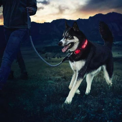 collier-lumineux-chien-visible-temps-obscur