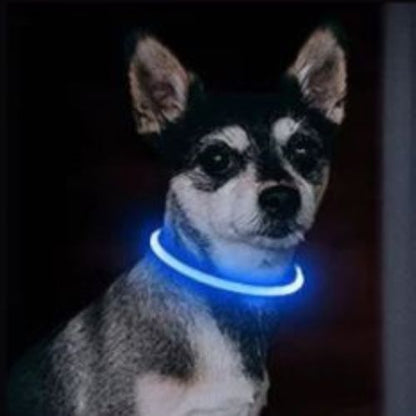 collier-lumineux-pour-chien-chihuahua