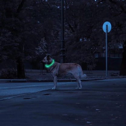 collier-lumineux-pour-chien-nocture