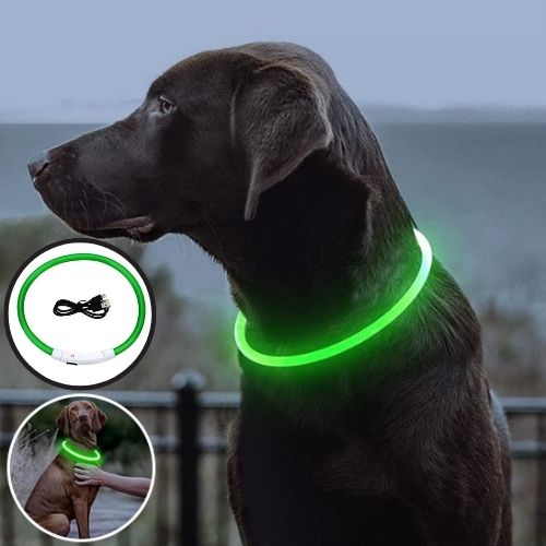 collier-lumineux-pour-chien-vert