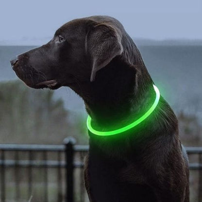 collier-lumineux-pour-chien-vert