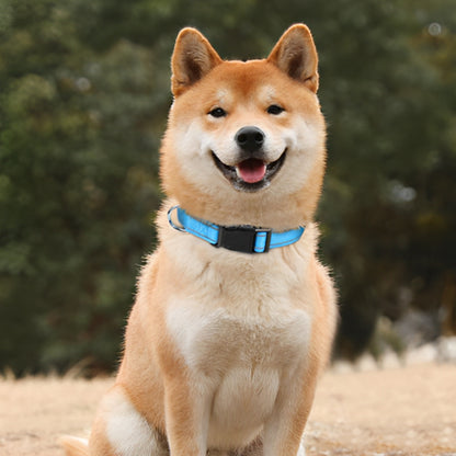 collier-pour-chien-bleu-ciel