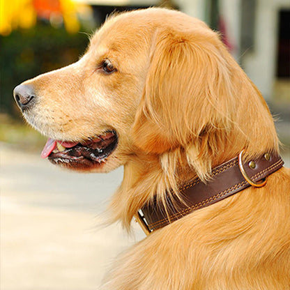 collier pour chien en cuir brun Golden