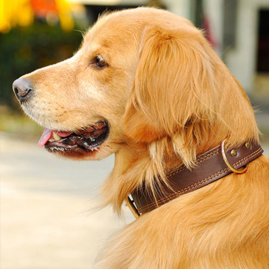 collier pour chien en cuir brun Golden