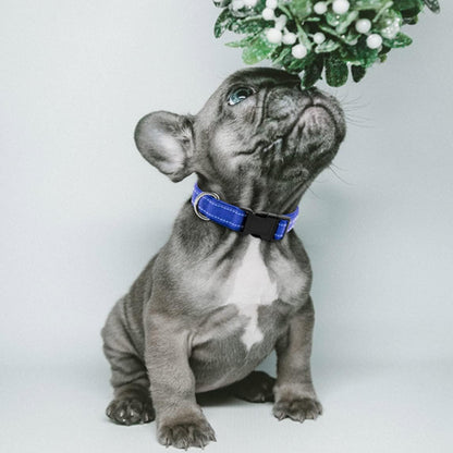 collier-pour-chien-nylon-variante