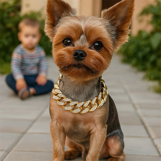 collier pour chien or diamants yorkshire enfant