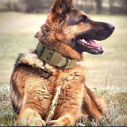 collier-pour-chien-policier-entrainement-canin-dans-un-champs