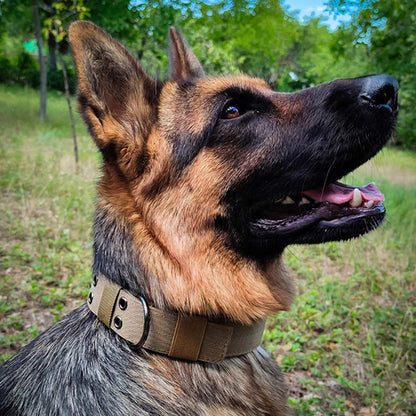 collier-pour-chien-canin-qui-regarde-vers-son-maitre