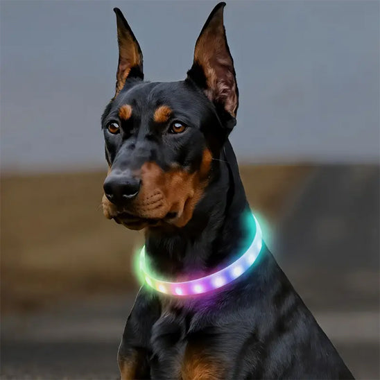 colliers lumineux pour chiens perles doberman