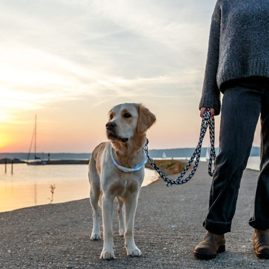 colliers lumineux pour chiens promenade labrador maitre