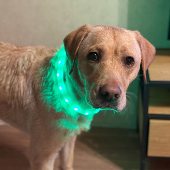 colliers lumineux pour chiens vert labrador beige