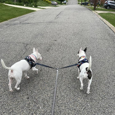 double laisse pour chien deux bull terrier miniature