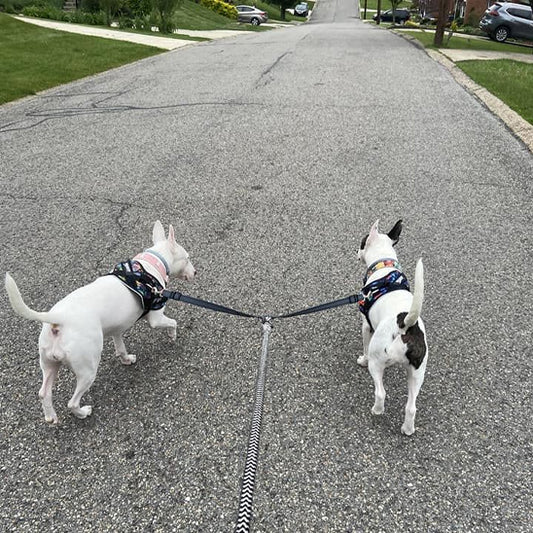 double laisse pour chien deux bull terrier miniature