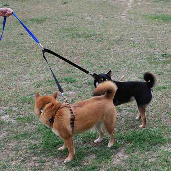 double laisse pour chien deux shiba inu promenade