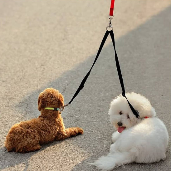 double laisse pour chien deux canins repos promenade