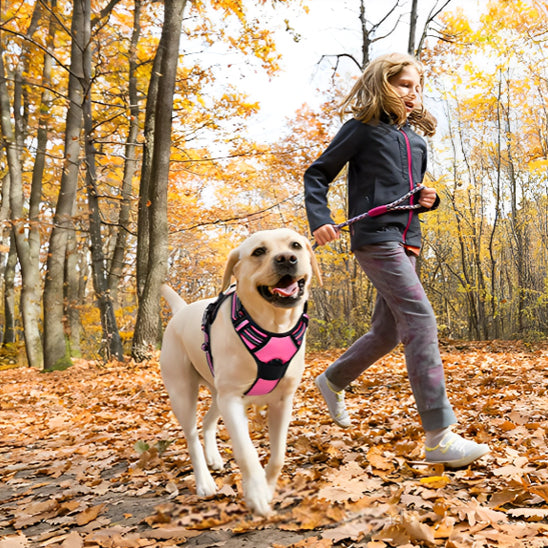 harnais-anti-traction-chien-canin-qui-court-dans-les-feuilles-avec-petite-fille