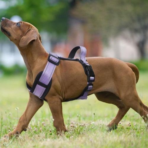 harnais anti traction chien violet avec poignée canin brun