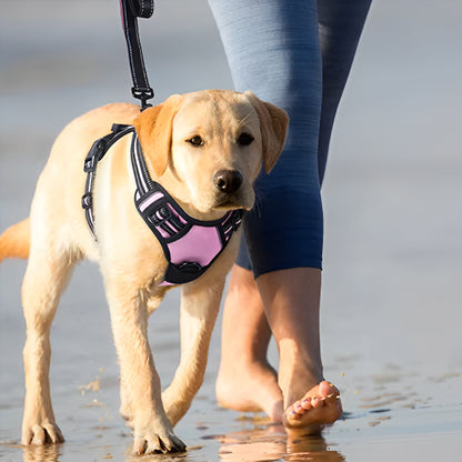 harnais-anti-traction-chien-rose-golden-marche-calmement