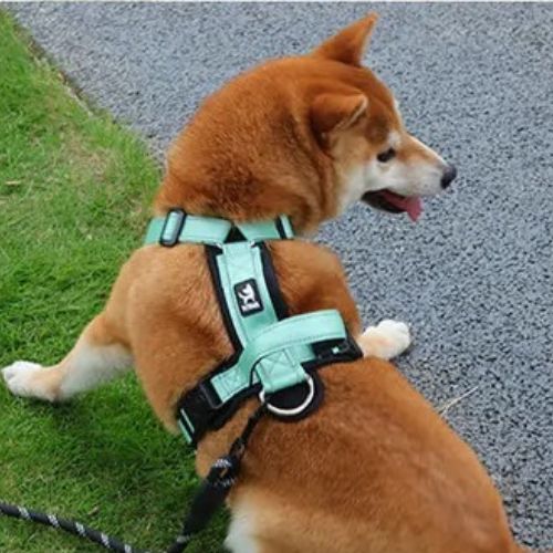 harnais anti traction chien vert anneau D canin shiba inu