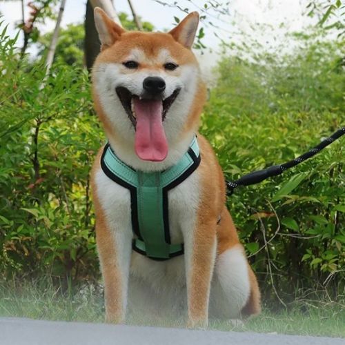 harnais anti traction chien shiba inu assis devant feuillage vert