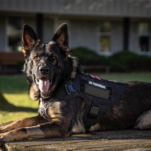 harnais chien badge berger allemand coucher table en bois