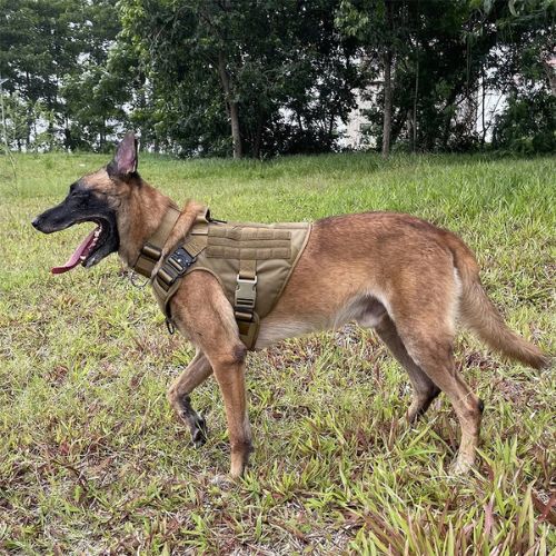 harnais chien beige berger allemand champs