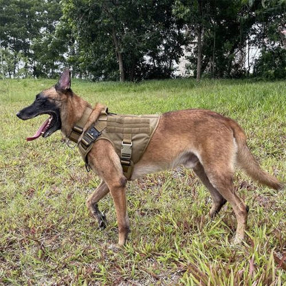 harnais chien beige berger allemand champs