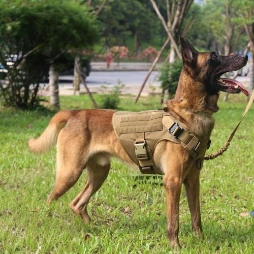 harnais chien beige berger allemand entraînement