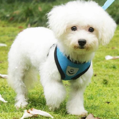 harnais chien bleu bichon blanc laisse
