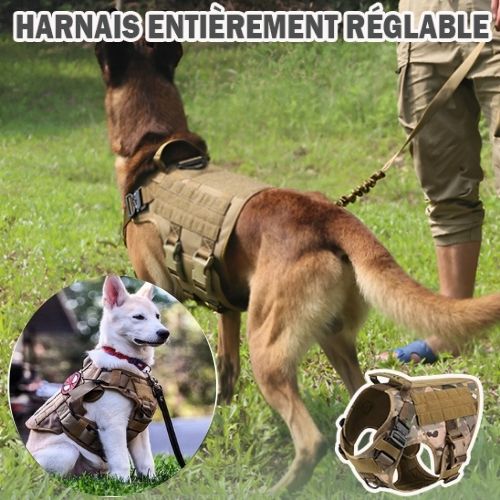 harnais-chien-camouflage