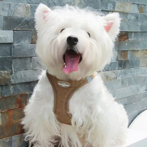 harnais chien brun petit canin blanc langue sortie