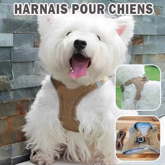 harnais-chien-coloris-bruns