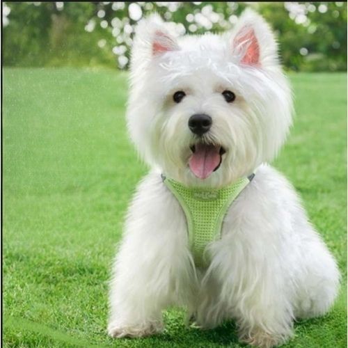 harnais chien vert petit canin blanc assis gazon