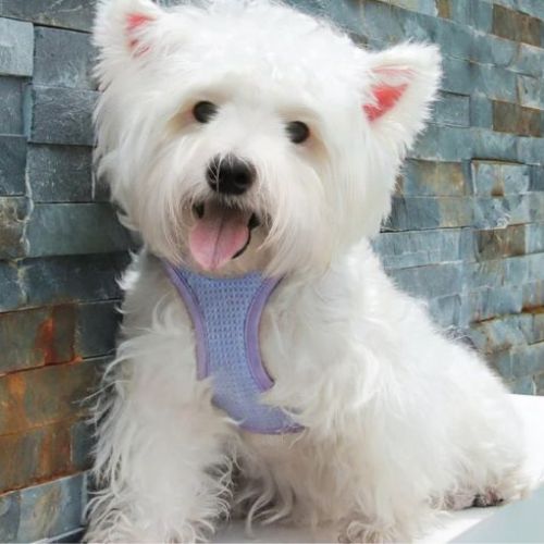 harnais chien violet petit canin blanc mur briques