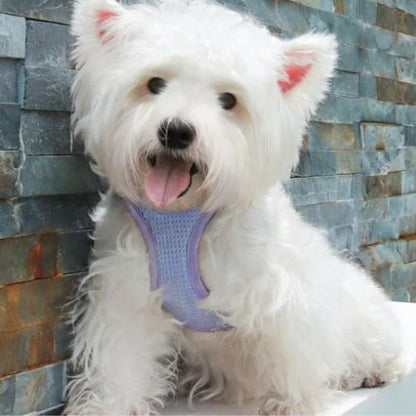 harnais chien violet petit canin blanc mur briques