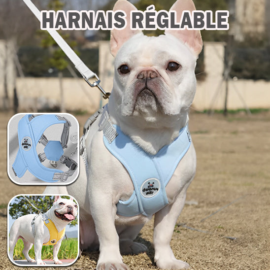 harnais-chien-couleur-bleues